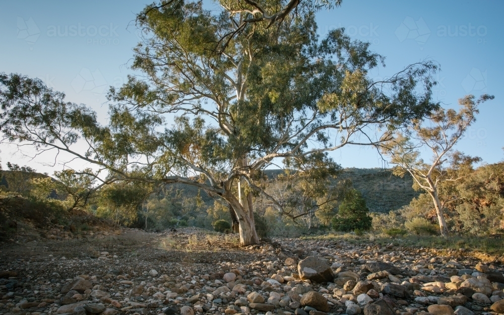 Large gum tree in a rocky bush landscape - Australian Stock Image