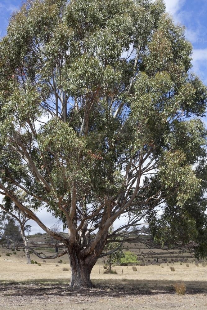 Large Gum Tree on Farm - Australian Stock Image