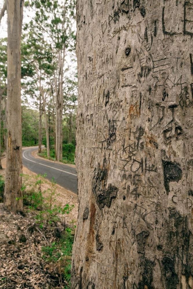 large gum tree with graffiti, and a road in the background - Australian Stock Image