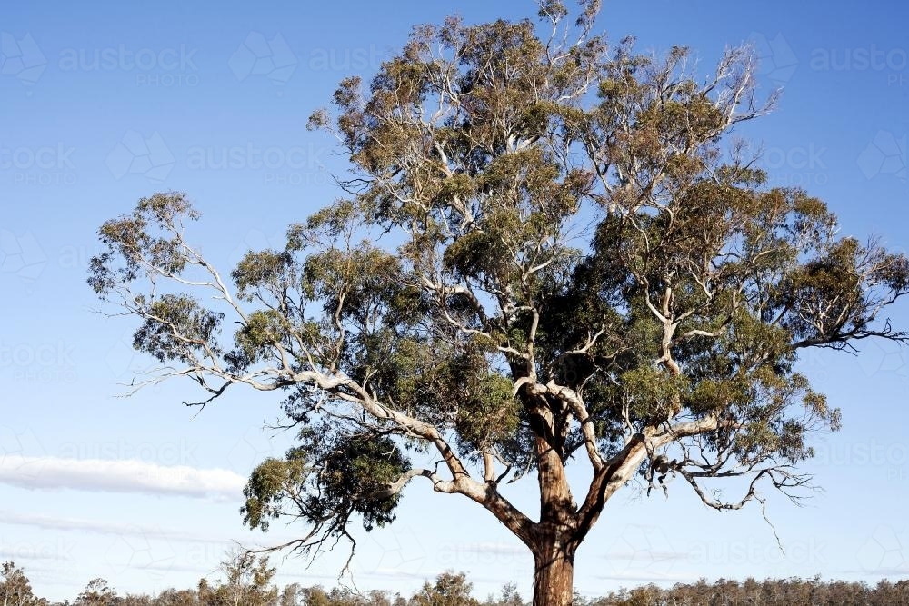 Image of Large Gumtree with Blue Sky - Austockphoto