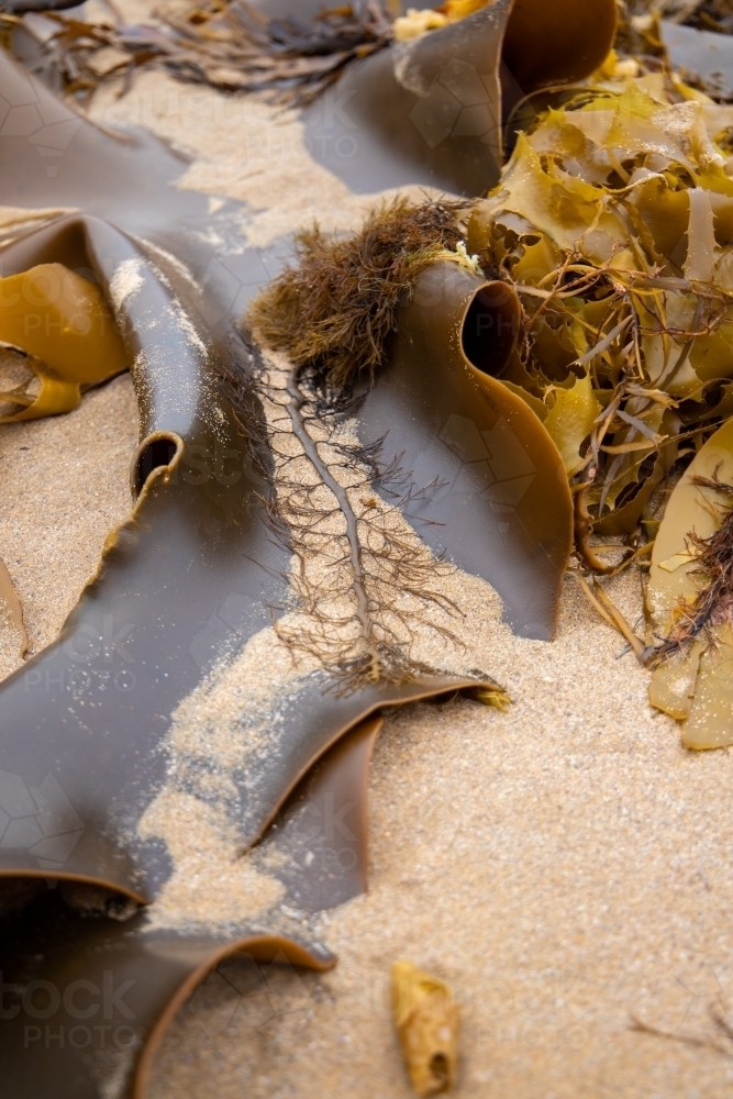 large kelp with fine seaweed - Australian Stock Image