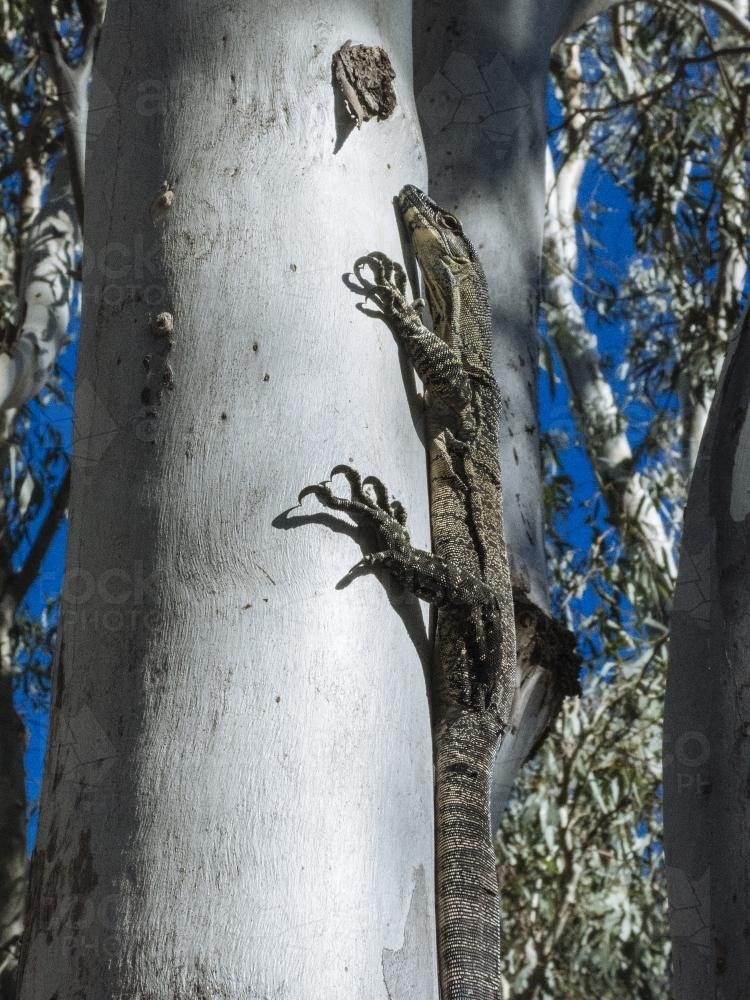 Large lizard climbing a tree - Australian Stock Image