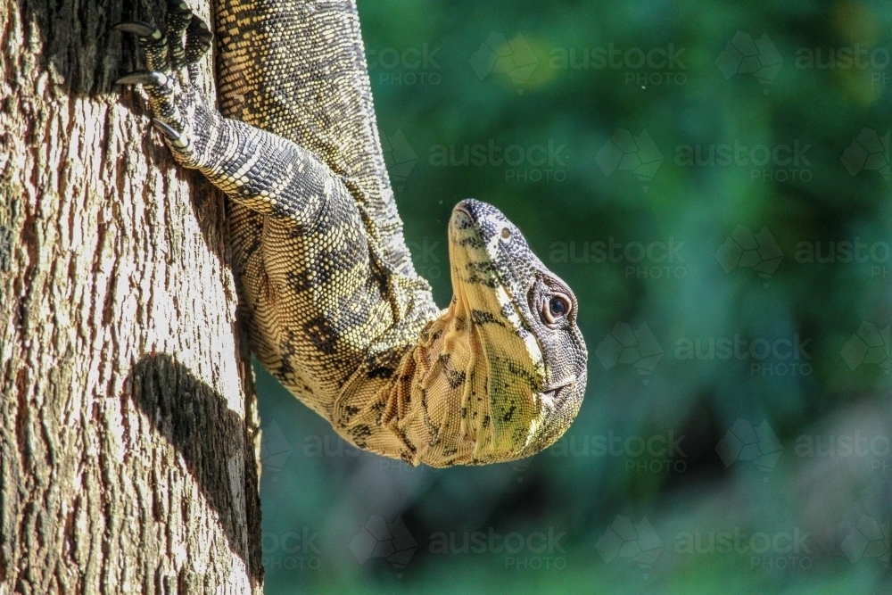 Large lizard climbing down a tree - Australian Stock Image