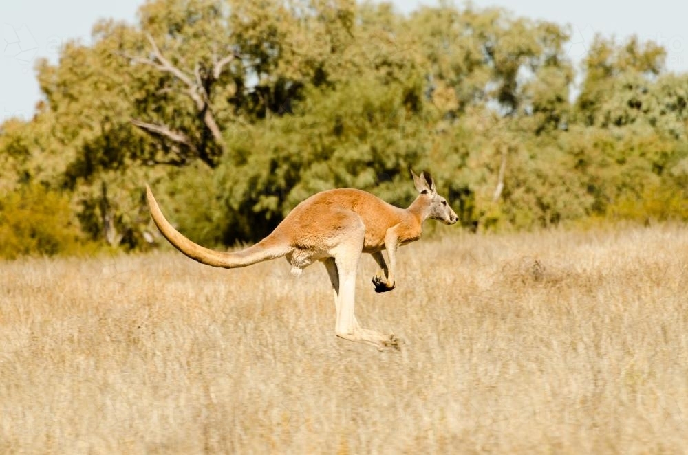 Large male Red Kangaroo hopping. - Australian Stock Image