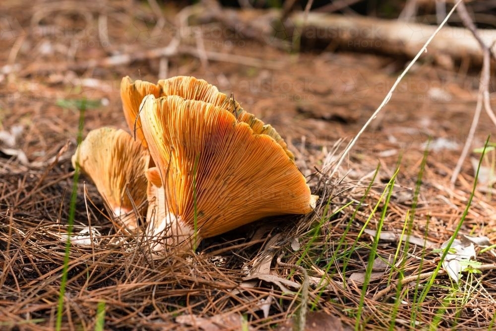 Large mature orange pine mushrooms, on the forest floor - Australian Stock Image