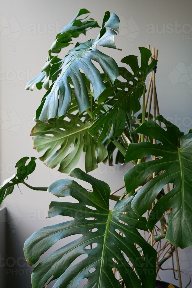 Large Monstera houseplant - Australian Stock Image