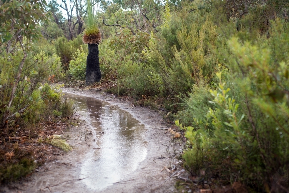Large muddy puddle along bush walking track - Australian Stock Image