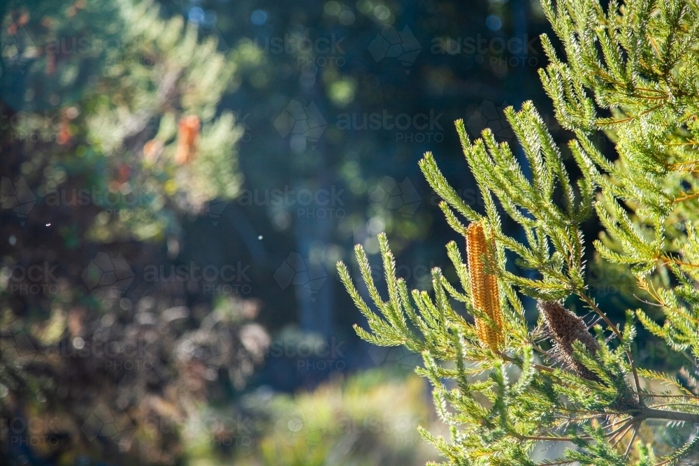 Large native banksia flower growing on bush - Australian Stock Image