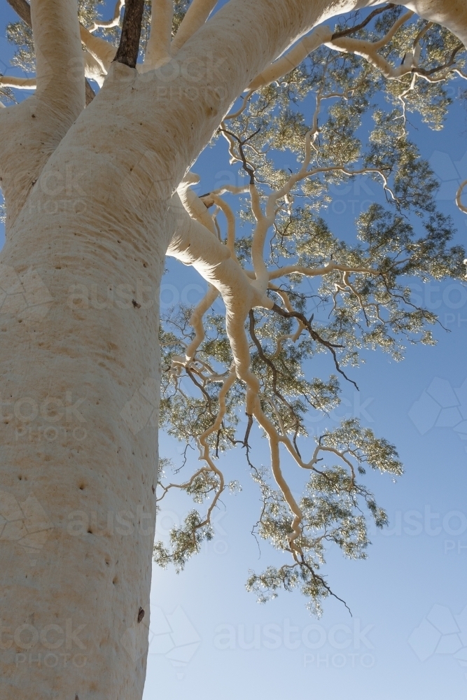 Large old Ghost Gum tree - Australian Stock Image
