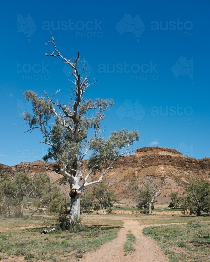 Large old gum tree beside a dirt track - Australian Stock Image
