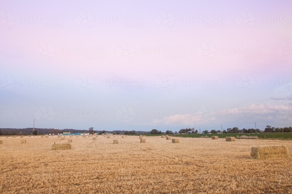 large rectangular bales of hay in paddock at dusk - Australian Stock Image