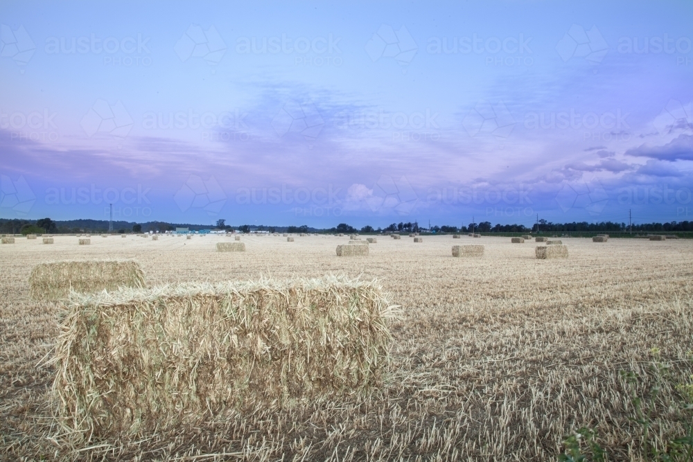 large rectangular bales of hay in paddock at dusk - Australian Stock Image