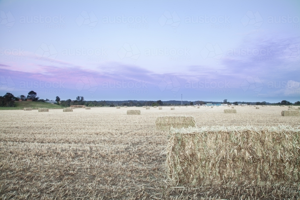 large rectangular bales of hay in paddock at dusk - Australian Stock Image
