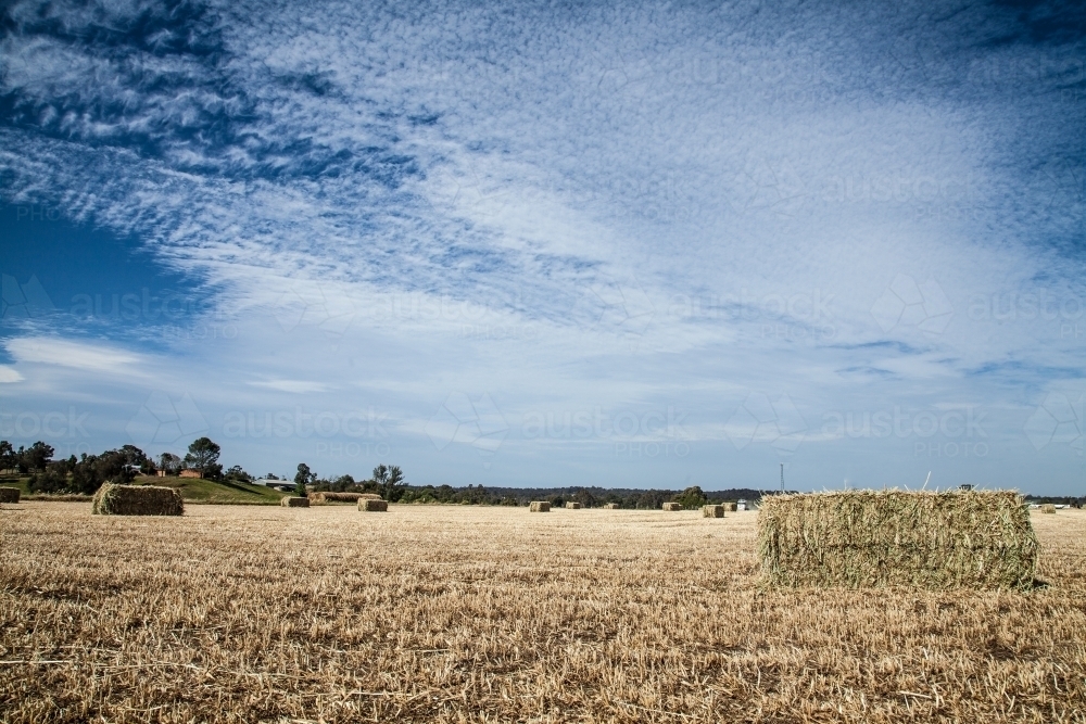 Large rectangular hay bales in a paddock in midday sunlight - Australian Stock Image