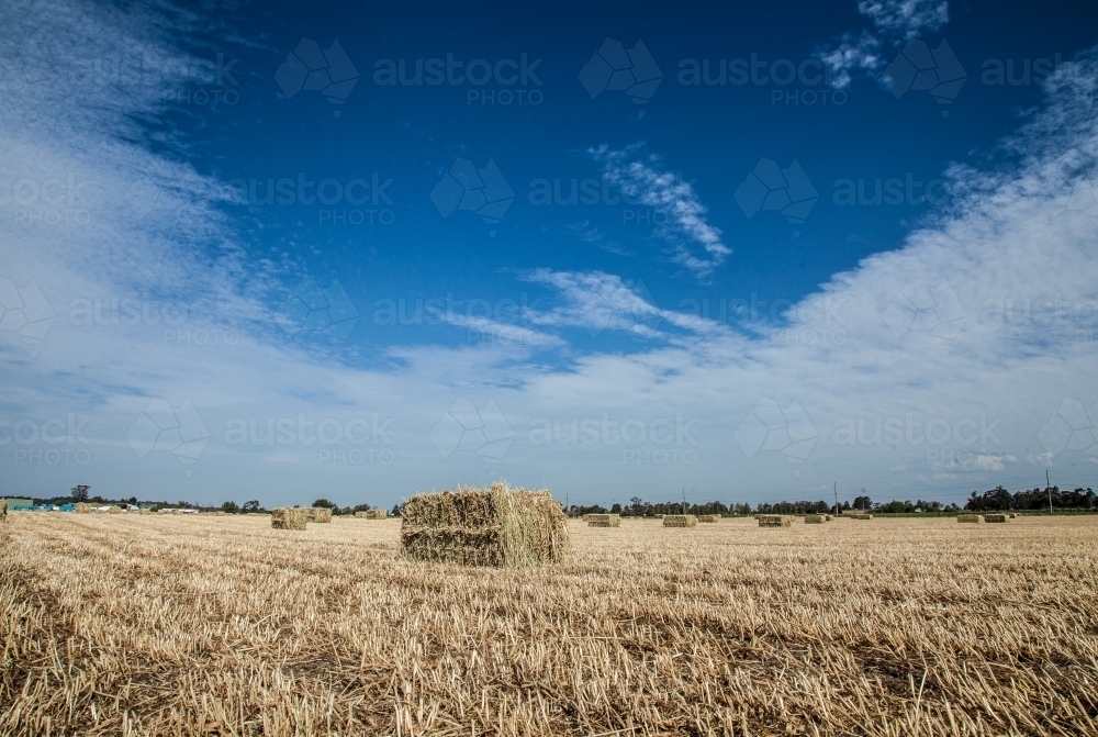 Large rectangular hay bales in a paddock in midday sunlight - Australian Stock Image