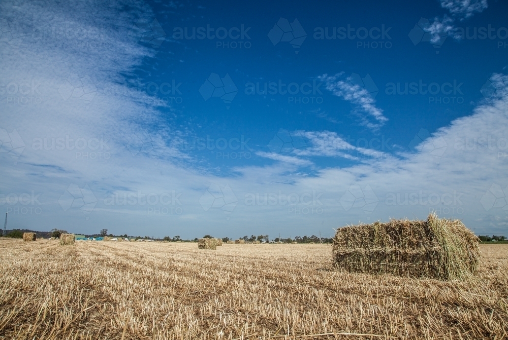 Large rectangular hay bales in a paddock in midday sunlight - Australian Stock Image
