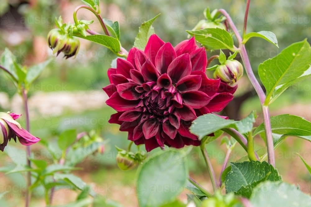 large red dahlia flower - Australian Stock Image