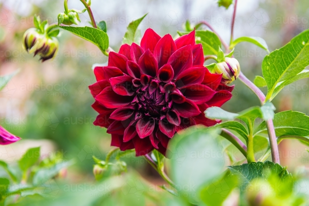 large red dahlia flower blooming in the garden - Australian Stock Image