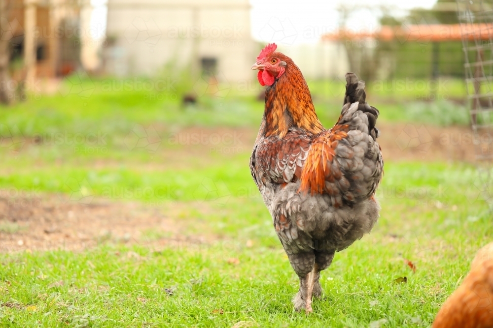 Large red rooster wandering in vegetable garden - Australian Stock Image