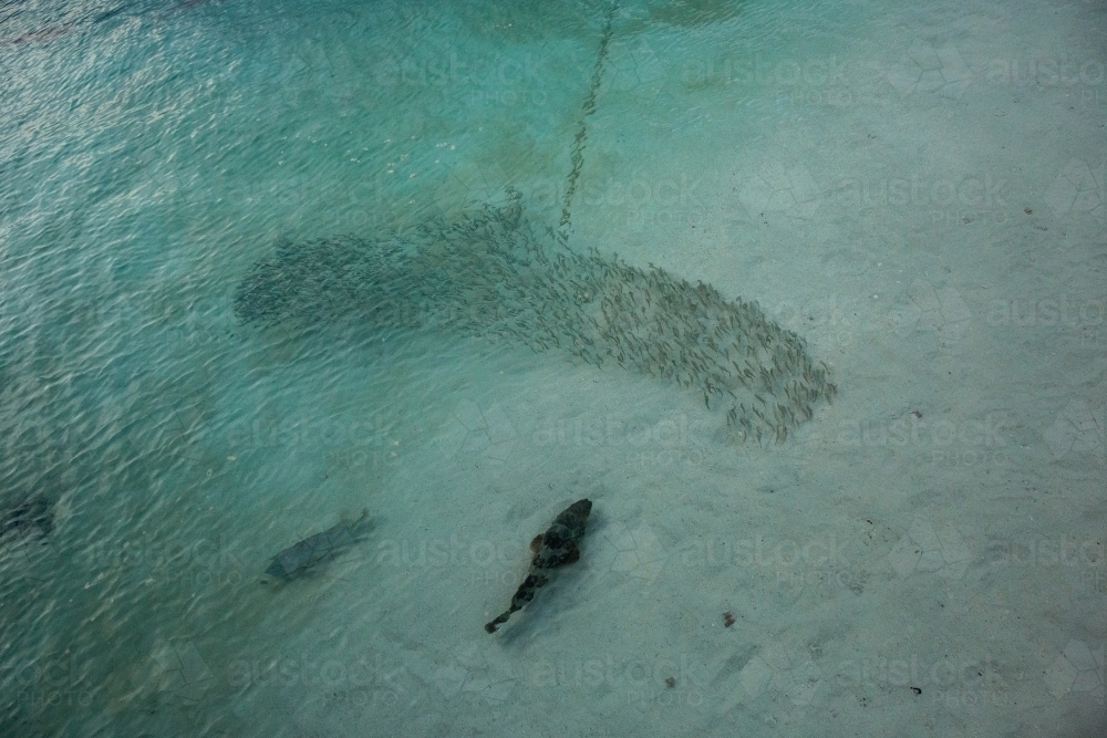 Fish Chasing Image of large reef fish chasing a school of smaller fish - Austockphoto
