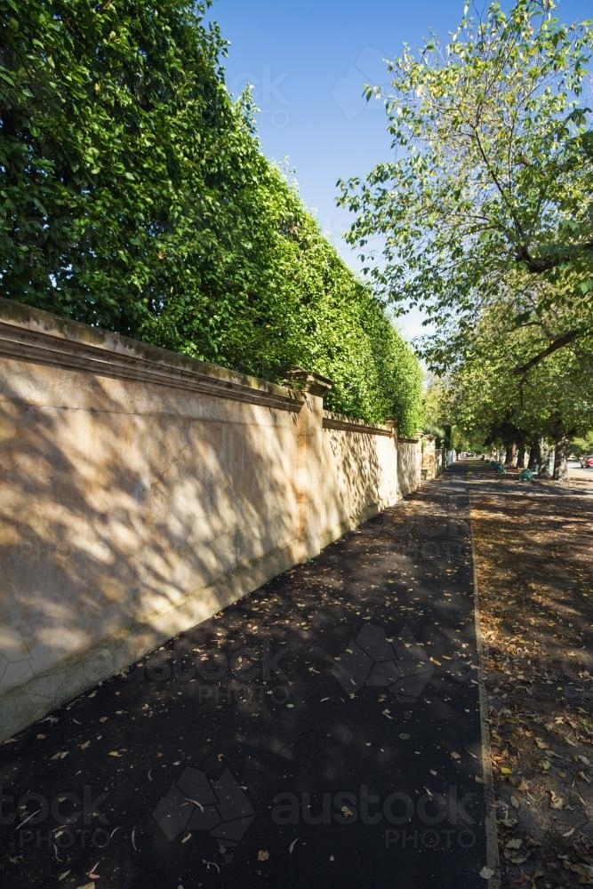 Large rendered front fence with green hedge in luxury Melbourne suburb - Australian Stock Image
