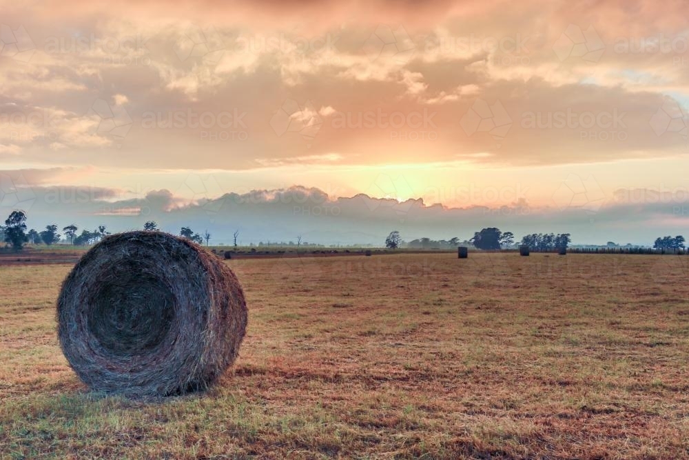 Large round hay bale roll - Australian Stock Image