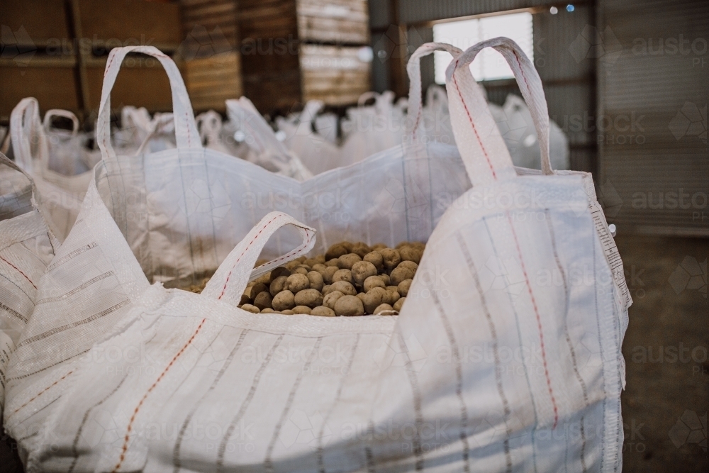 Large sack of potatoes in sorting factory - Australian Stock Image