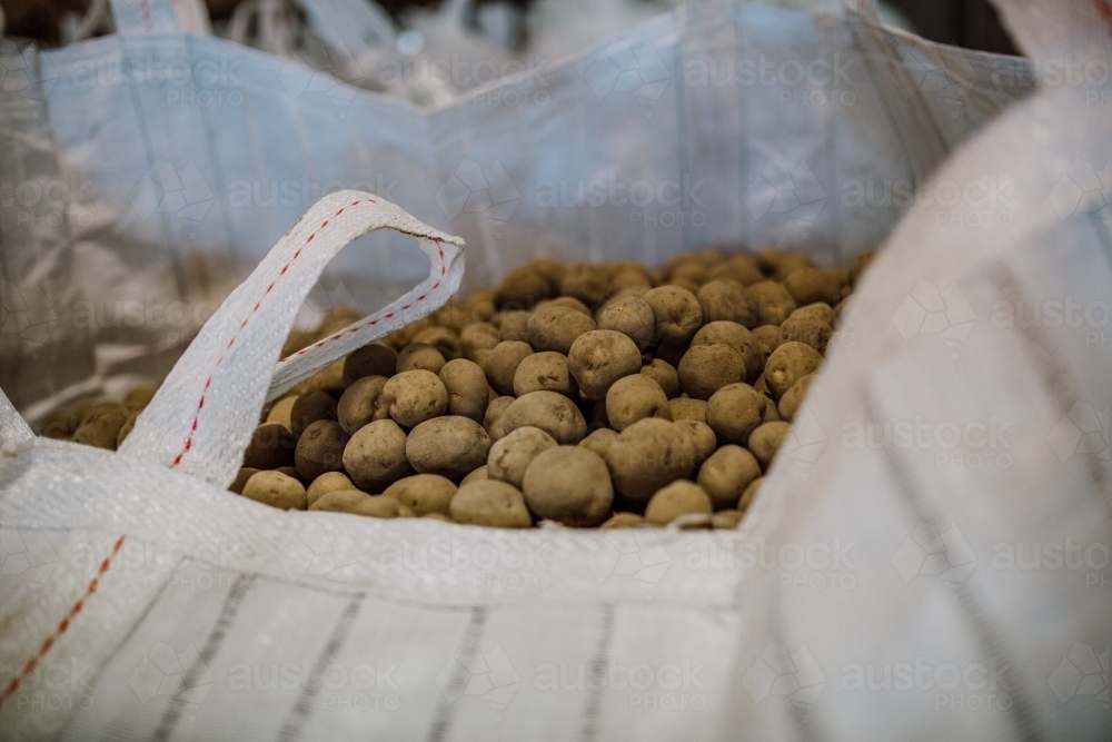 Large sack of potatoes in sorting factory - Australian Stock Image
