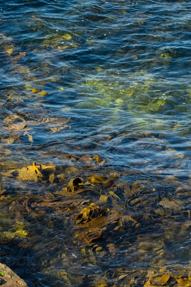large seaweed in the ocean - Australian Stock Image
