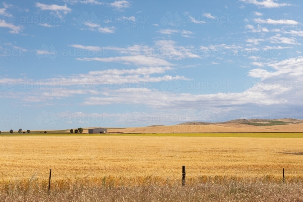 large shed on farm - Australian Stock Image