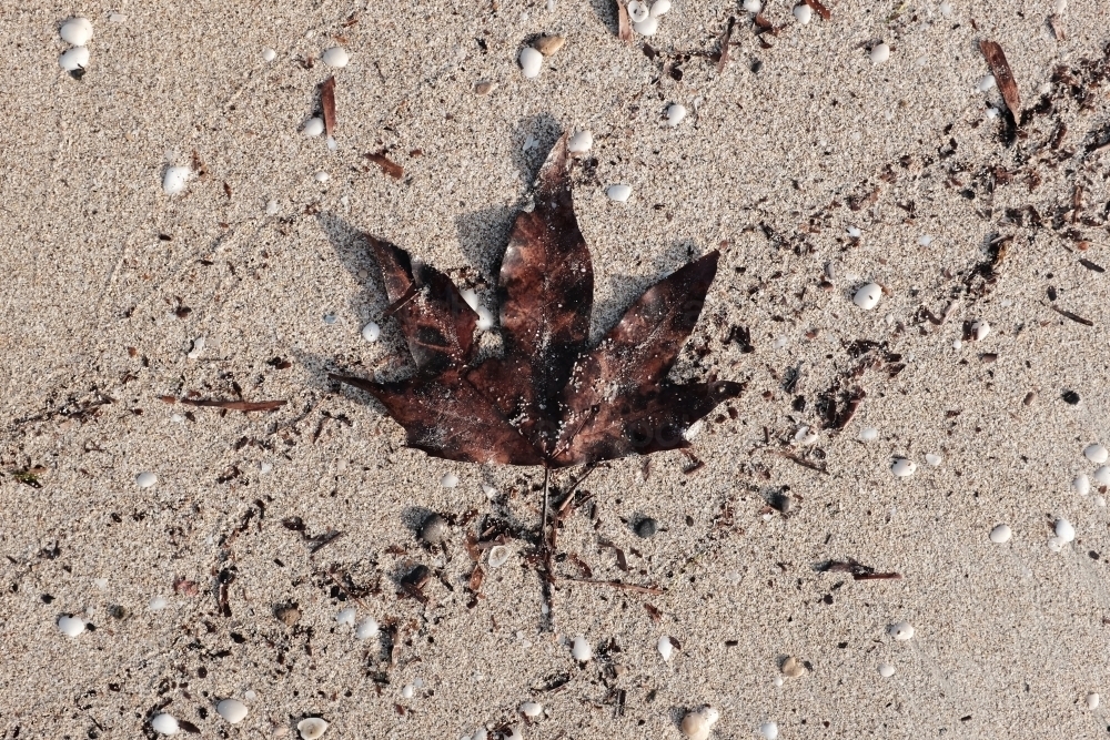Large single leaf washed up on the sand - Australian Stock Image