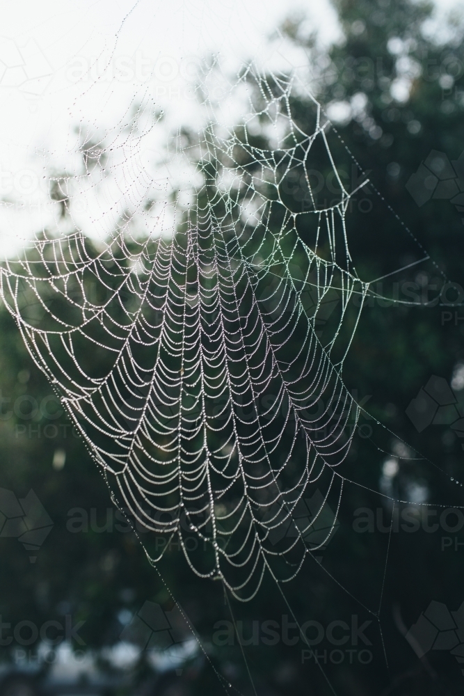Large spider web heavy with dew - Australian Stock Image