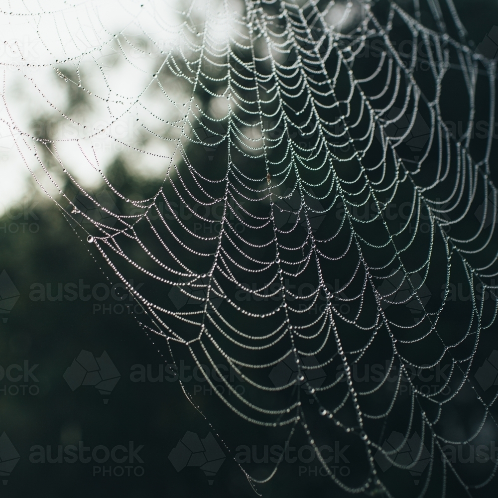 Large spider web heavy with dew - Australian Stock Image