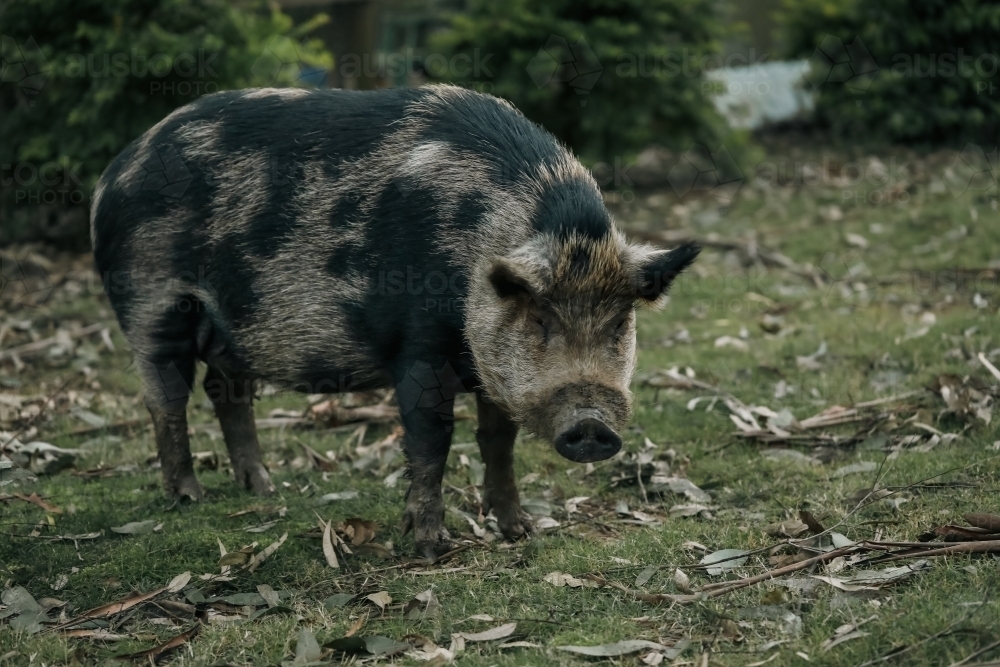 Large spotted tame pet pig in Australian garden - Australian Stock Image