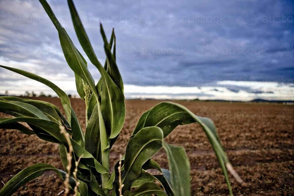 Large stalk of corn with ploughed farm paddock behind - Australian Stock Image
