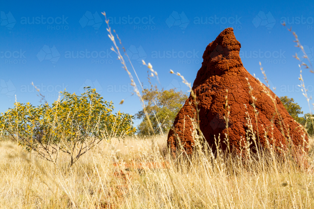 Large termite mound among dry grass in the Pilbara - Australian Stock Image