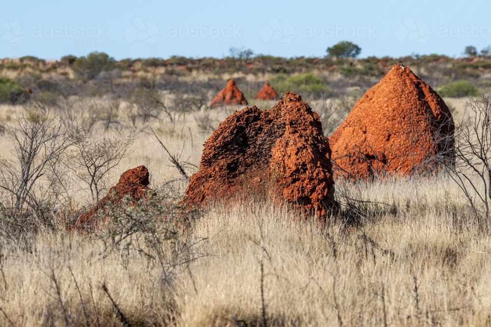Large termite mound among dry grass in the Pilbara - Australian Stock Image