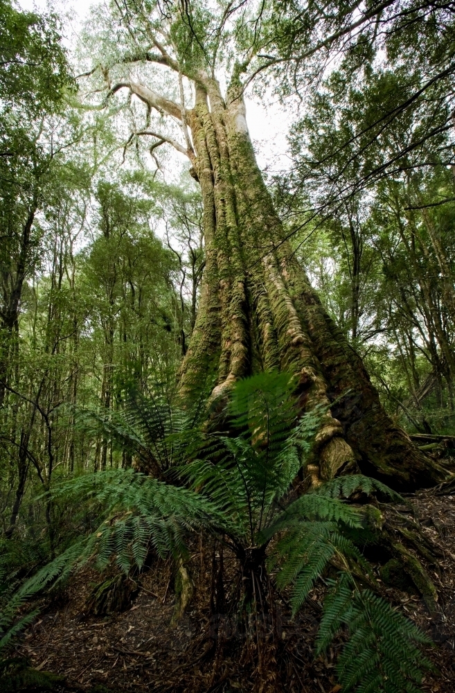 Large tree and ferns in temperate rainforest - Australian Stock Image