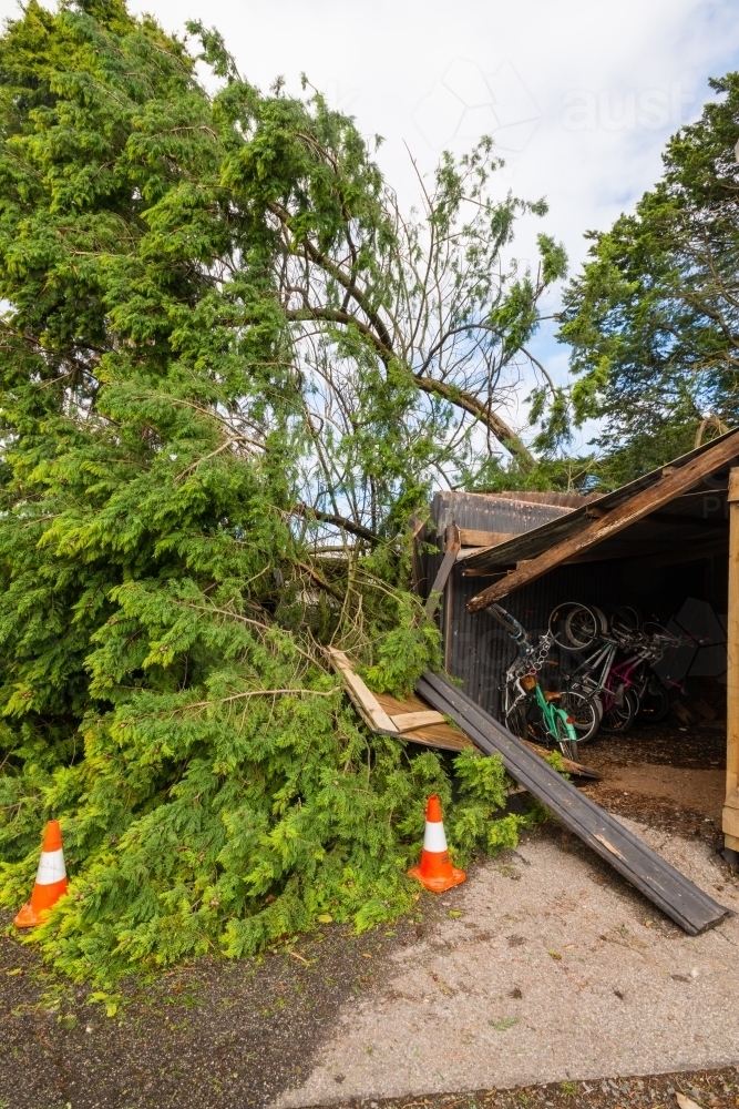 large tree fallen on an outdoor shed - Australian Stock Image