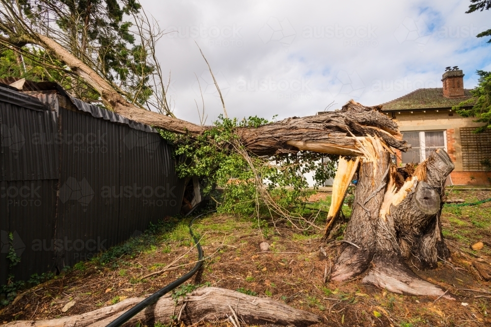 large tree fallen on an outdoor shed - Australian Stock Image