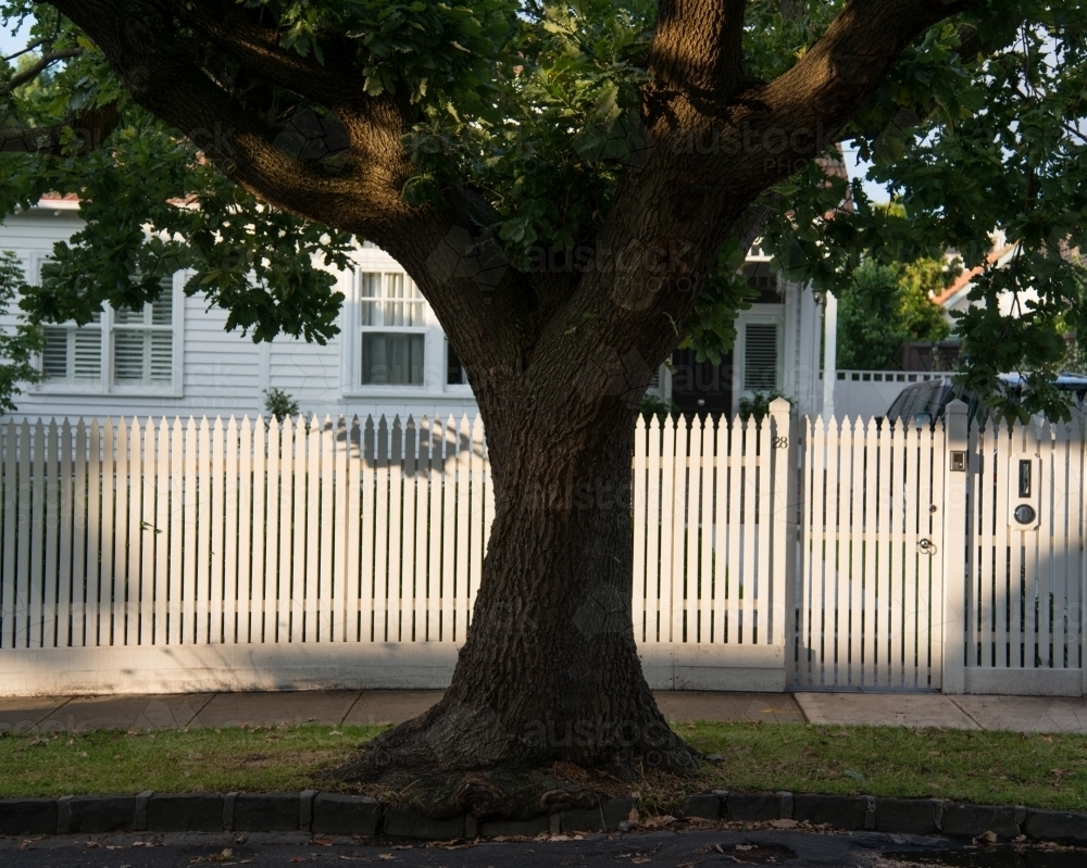 Large tree in front of a white picket fence and white house - Australian Stock Image