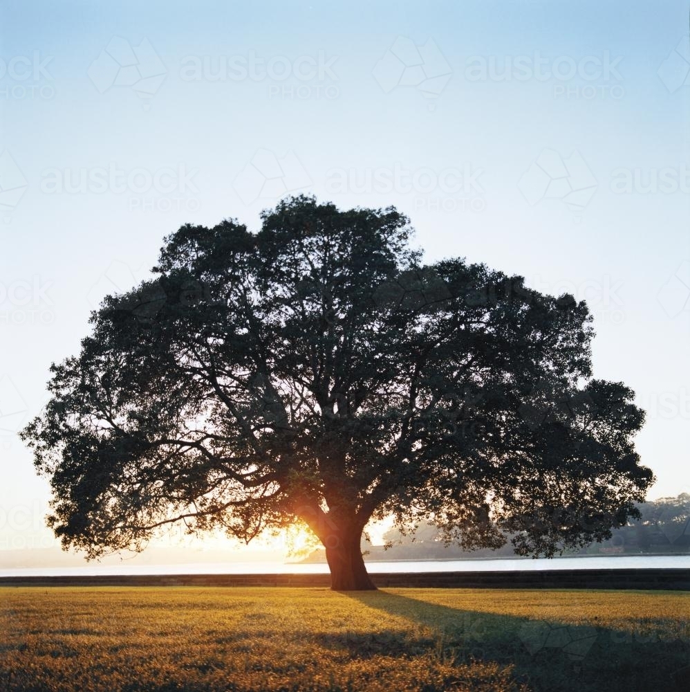 Large tree in silhouette with sunrise and water behind - Australian Stock Image
