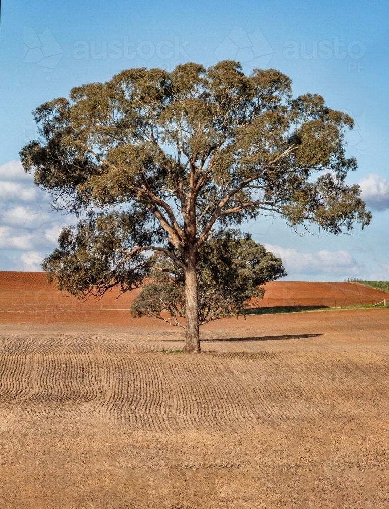 Large tree in the middle of ploughed field - Australian Stock Image