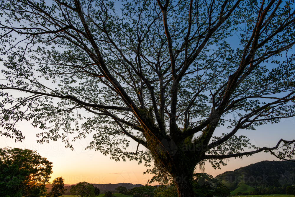 large tree silhouette at sunset - Australian Stock Image
