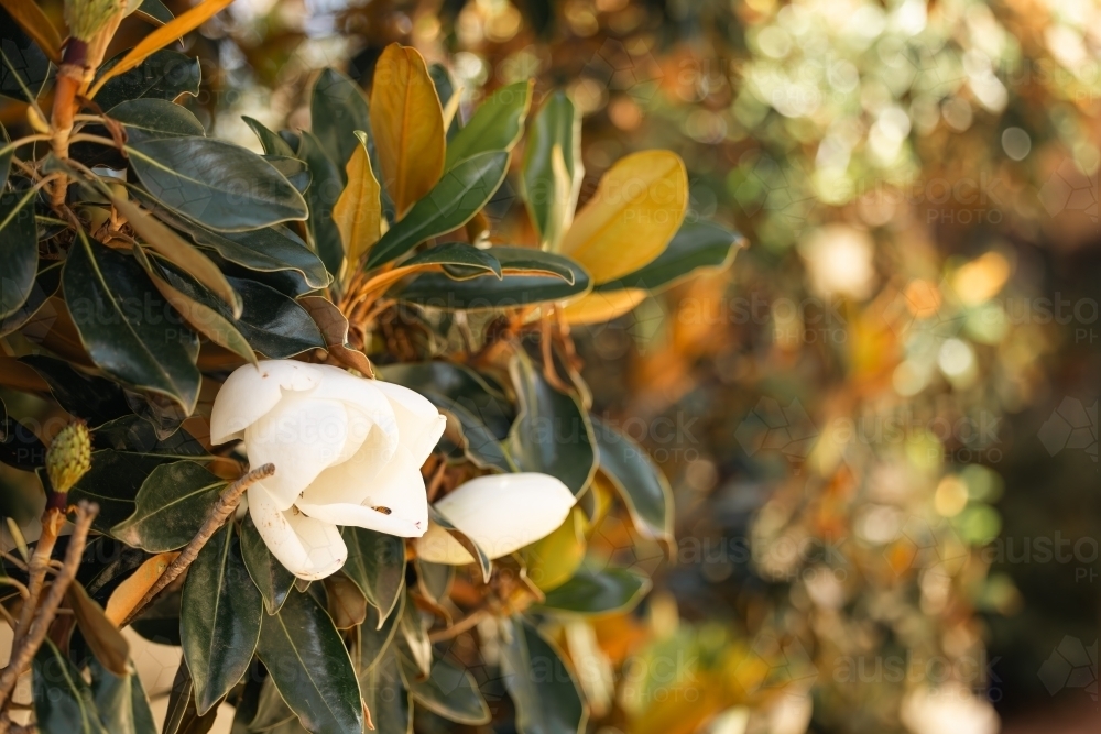 Large white flower of the Little Gem magnolia variety - Australian Stock Image