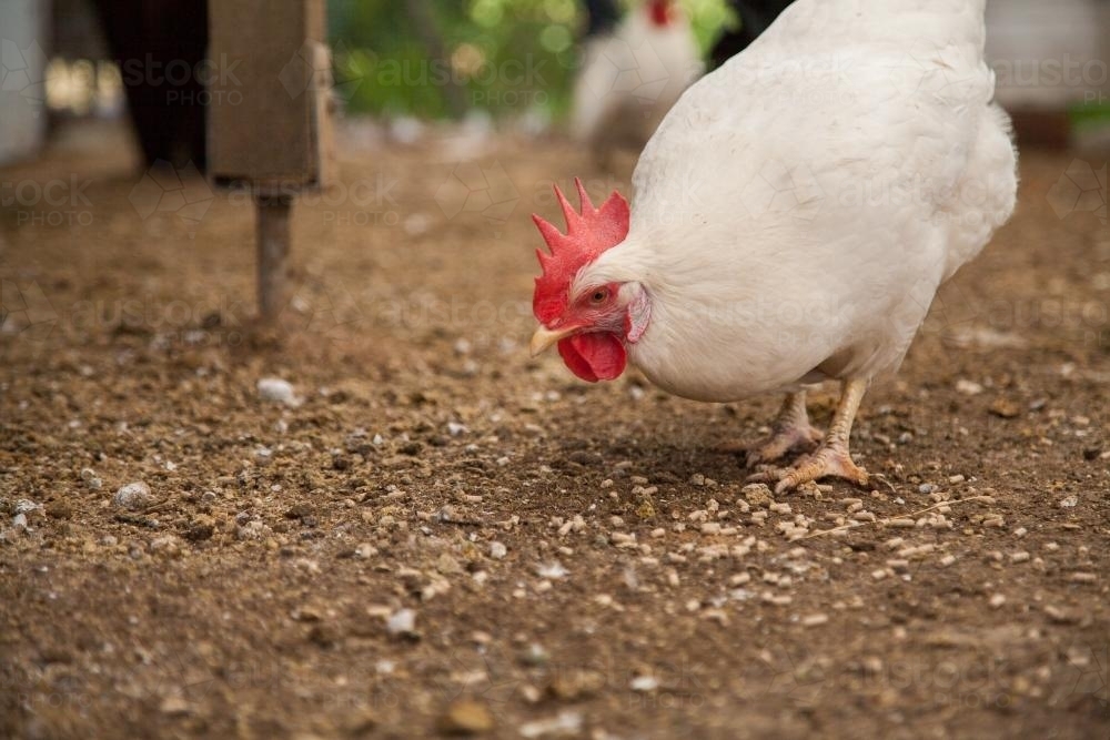 Large white leghorn laying hen pecking at pellets on the ground - Australian Stock Image