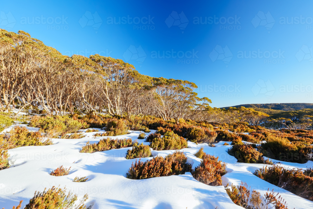 Last light as sunset occurs casting warm winter light on surrounding Richea Continentis - Australian Stock Image