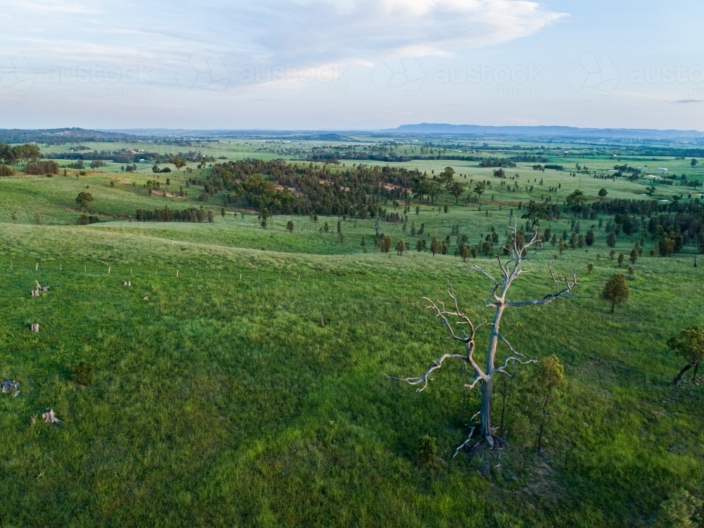 Last light of sunset and dusk in sky over dead tree in green farm paddock landscape - Australian Stock Image