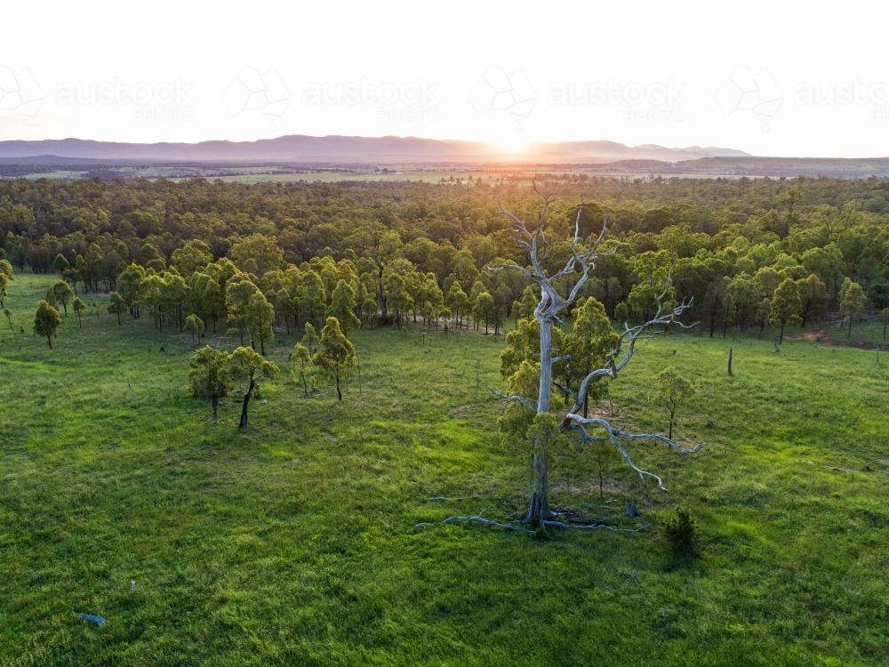 Last light of sunset and dusk in sky over dead tree in green farm paddock landscape - Australian Stock Image