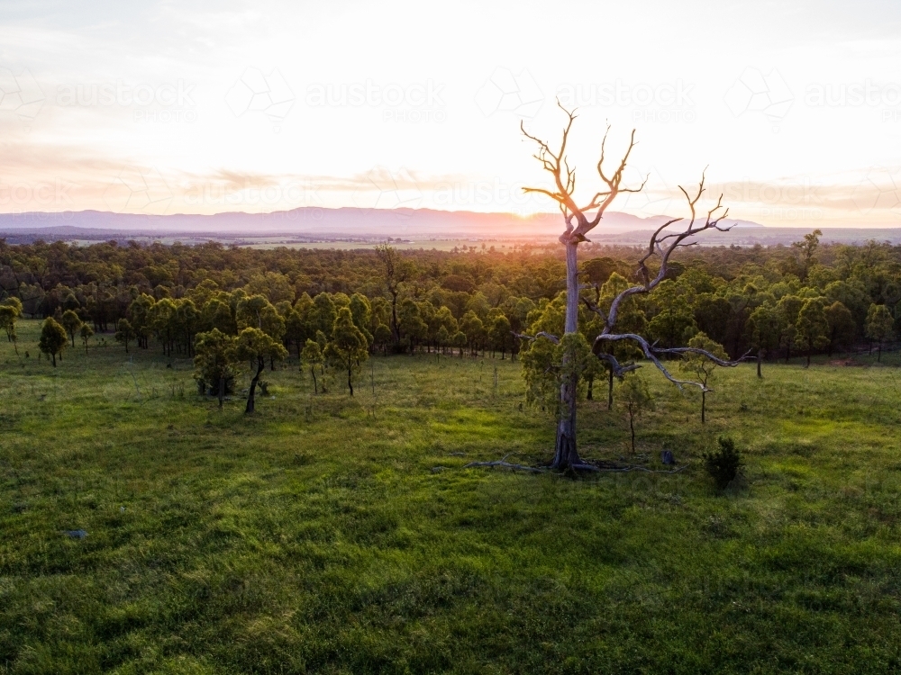 Last light of sunset and dusk in sky over dead tree in green farm paddock landscape - Australian Stock Image